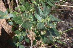 Forsskaolea
