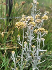 Helichrysum luteoalbum