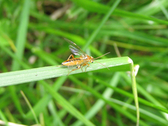 Tenthredopsis nassata