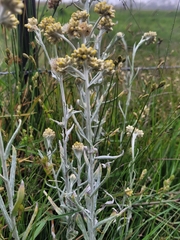 Helichrysum luteoalbum