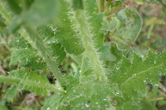 Papaver aculeatum