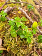 Peperomia elliptica