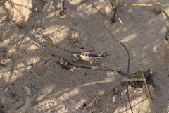 Pristurus minimus