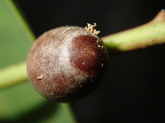 Doratifera vulnerans