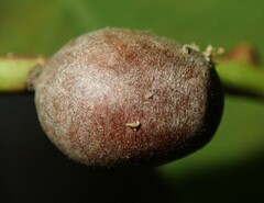 Doratifera vulnerans