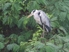 Ardea cinerea jouyi