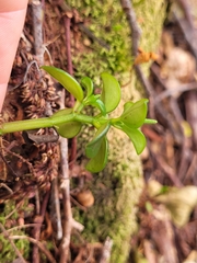 Peperomia elliptica