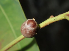 Doratifera vulnerans