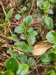 Peperomia borbonensis