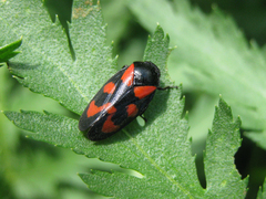 Cercopis vulnerata