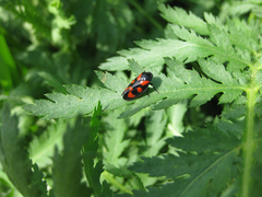 Cercopis vulnerata