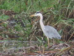 Ardea cinerea jouyi