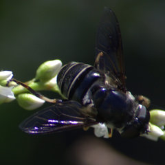 Eristalis saxorum