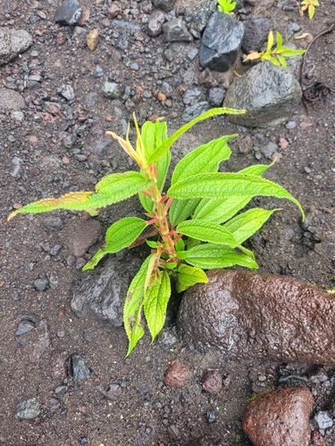Boehmeria penduliflora (Boehmeria penduliflora)