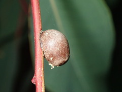 Doratifera vulnerans