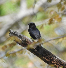 Melaenornis pammelaina