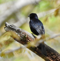 Melaenornis pammelaina