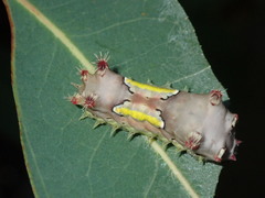 Doratifera vulnerans