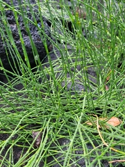 Equisetum ramosissimum