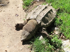 Macrochelys temminckii