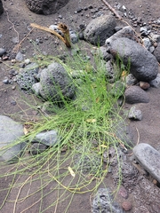 Equisetum ramosissimum
