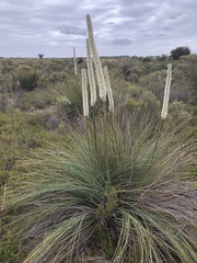 Xanthorrhoea caespitosa