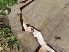 Macrochelys temminckii