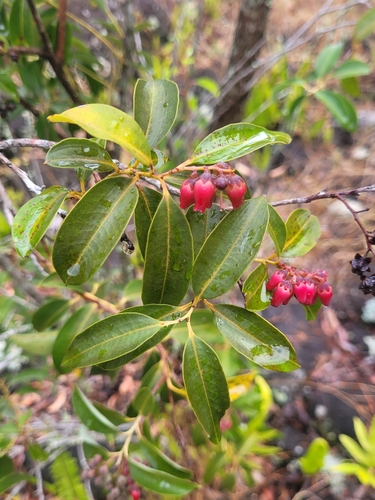 Agarista salicifolia, photograph 6