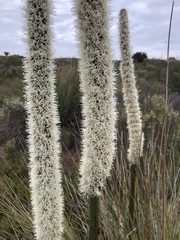 Xanthorrhoea caespitosa