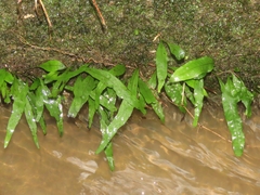 Leptochilus pteropus