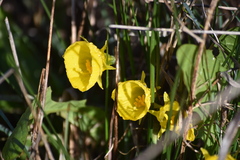 Narcissus bulbocodium