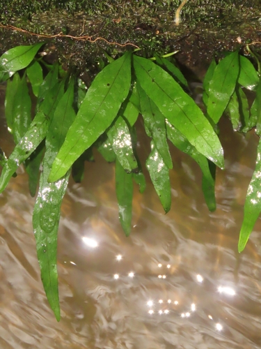 Leptochilus pteropus, photograph 1