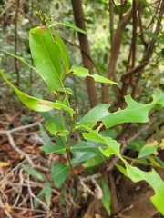 Syzygium jambos