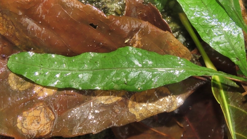 Leptochilus pteropus, photograph 2