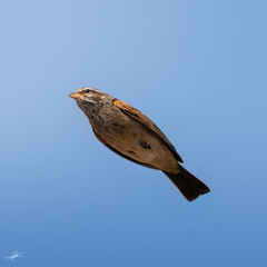 Emberiza striolata