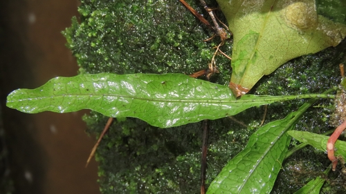 Leptochilus pteropus, photograph 3
