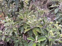 Brachyglottis monroi