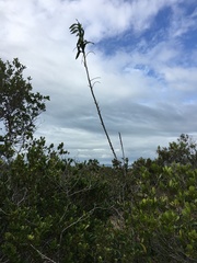 Dendrobium vandifolium