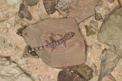 Hemidactylus minutus