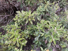 Brachyglottis monroi