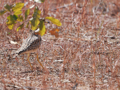 Burhinus capensis