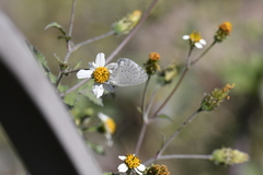Celastrina lavendularis