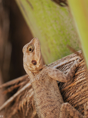 Agama agama