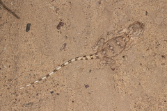 Trapelus flavimaculatus