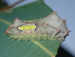 Doratifera vulnerans