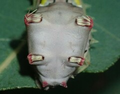 Doratifera vulnerans