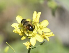 Eristalis similis