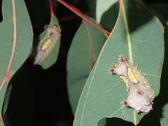 Doratifera vulnerans