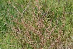Rumex dumosus