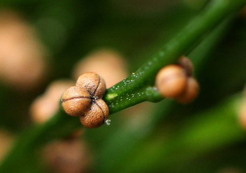 Psilotaceae image